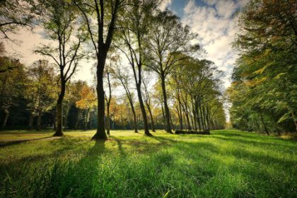 Alberi per la Pianura Veneta
