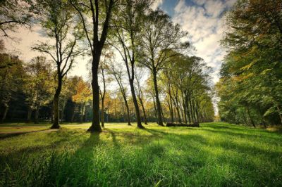 fietzfotos-trees-3076834_1920