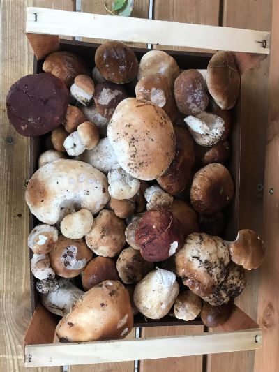 raccolta funghi