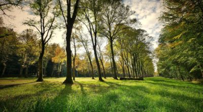 fietzfotos-trees-3076834_1920