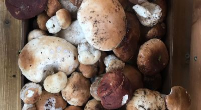 raccolta funghi raccolta funghi